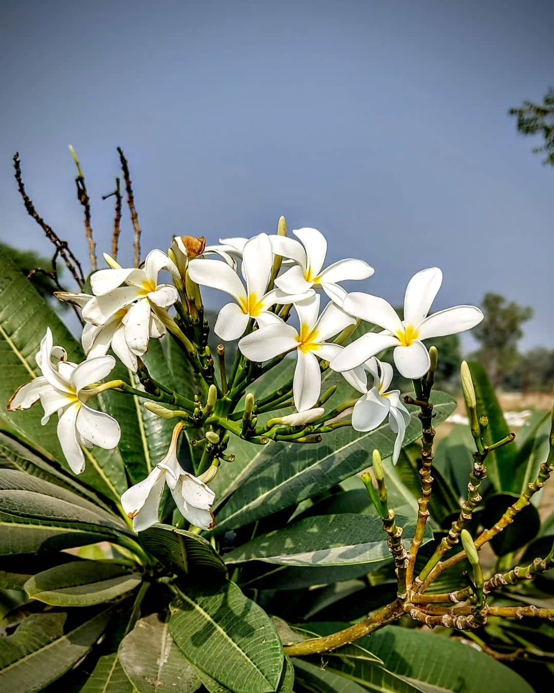 Plumeria Alba Flower Extract | Frangipani | Cosmetic Ingredients Guide